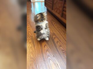 Милые киски только познают мир