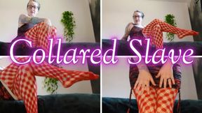 Collared Slave WMV