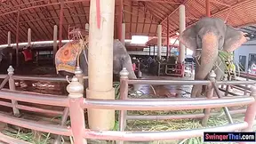 Feeding Elephants And Lovemaking At Home After