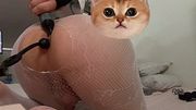 Cute femboy plays with his asshole and jerks himself off until he climaxes