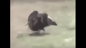 Gostosas cavalgando