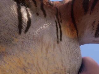 Wild Life / Giant Tiger Yiff Knotting Female POV