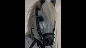 Ponygirl Dress up with complete Harness