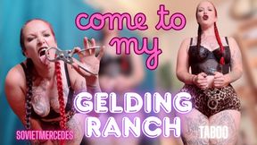 My Gelding Ranch
