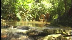 Jungle Anal Stretch - Mature Studs Pounding Deep