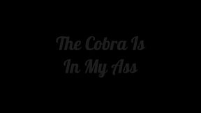 the cobra is in my ass! mandy monroes ass gets gaped by the king