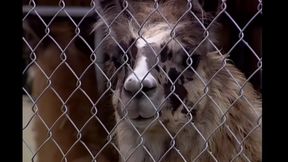 Extreme Ride with Divine Beauty