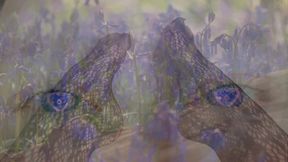 Aligned Focus (Feet)