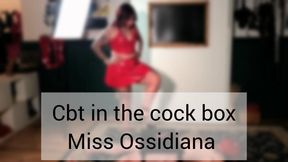 Cbt in the cock box