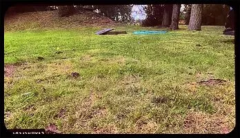 Dragon Rojo & El Aleman: Bareback Blowjob & Doggystyle Heat