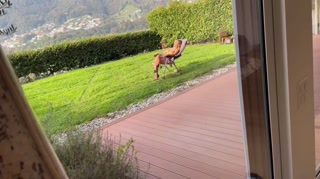 Strict Stepmom gets her asshole creampied by her stepson ( Tami Tsunami )