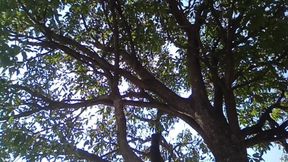 Big Mango Hot Boy Indian