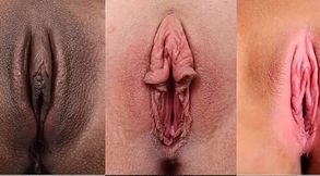 Different Types of Pussies for Your Pleasure