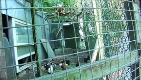 Busty pet gets fucked hard by her master