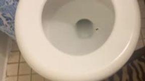 toilet fetish - Disguised as a Roach – Worshiping the Toilet of Giantess MXDominion, femdom, shrinking fetish. giantess special effects 4k