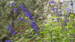 Reiko Iwai's Fifty-Something Wife Shoots Her First Time - A Candid Sexual Journey