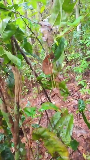 Unforgettable moment from &quot;Thai Girl Wild Desires in the Woods 4K&quot;