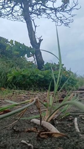 P1SSQUEEN pisses on the beach in Costa Rica