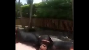 wholsome monkey meme