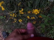 Gianni Ginestra piscia sulle ginestre in fiore