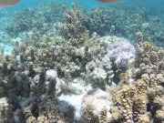 Snorkeling trips with hot tourists