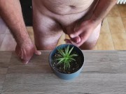 Cicci77 nutre le sue piante con pipì e sperma per renderle rigogliose!! È un peccato sprecare i nost