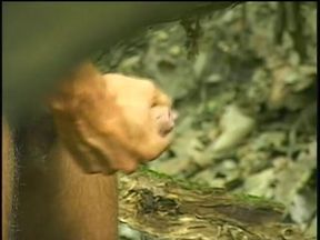 Amateur boy masturbating in the forest