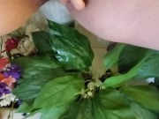 Piss cleaning some dusty fake flowers