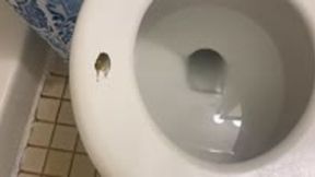 toilet fetish - Disguised as a Roach – Worshiping the Toilet of Giantess MXDominion, femdom, shrinking fetish. giantess special effects 1080 smaller