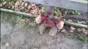 a soft toy has to suffer from cute white dirty buffalo