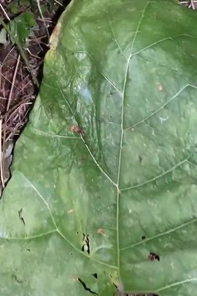 Night Cumshot on a Big Leaf Outdoor