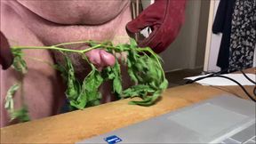 Stinging Nettles CBT