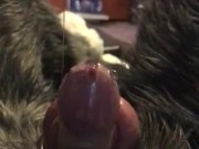 Cute fursuit bunny locked in chastity leaking