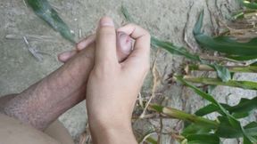 Jerking off in a cornfield