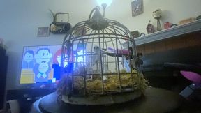 fantasy - Forgotten Teenie: Tiny in a Giantess Cage, femdom, giantess, shrinking fetish 4k smaller