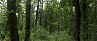 trailer_Mesmeriza_23_01_MOV_CINEMA_CLIP_325_326_327_20240814141600562_