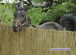 Grannys summer fuck - DVD