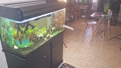 Slutty room mate fucks sticky dildo while we jerk off