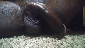 Black Cock Monaing Hard