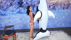 Nova Inflates Orca Whale by Mouth HD (1920x1080)