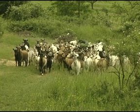 Attractive German sluts getting fucked in hot foursome