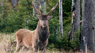 Moose - Animals of the Earth - Lets save the animals