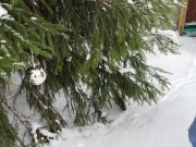 Winter outdoor pissing near the Christmas tree. Yellow snow. Undressing on cold. UHD 4K 60fps