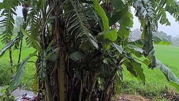 Saas ki chudai ghodi bana ke