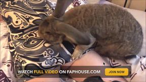 French good slut, getting her ass &amp; pussy broken, dressed in satin lingerie, stockings and hi