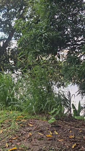 Is there a bad wolf in this dangerous bush rsrsr   Clip 1