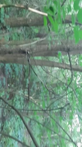 We Go To The Forest Not Only For Mushrooms, But Also For Orgasms