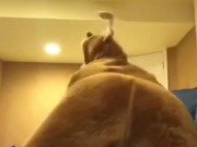 Teen smacks and bounces his ass in cute moose onesie