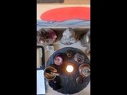 2026/08/14 - Zen Practice – Altar Offering