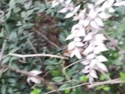 nue dans les bois. fouetter et hortie